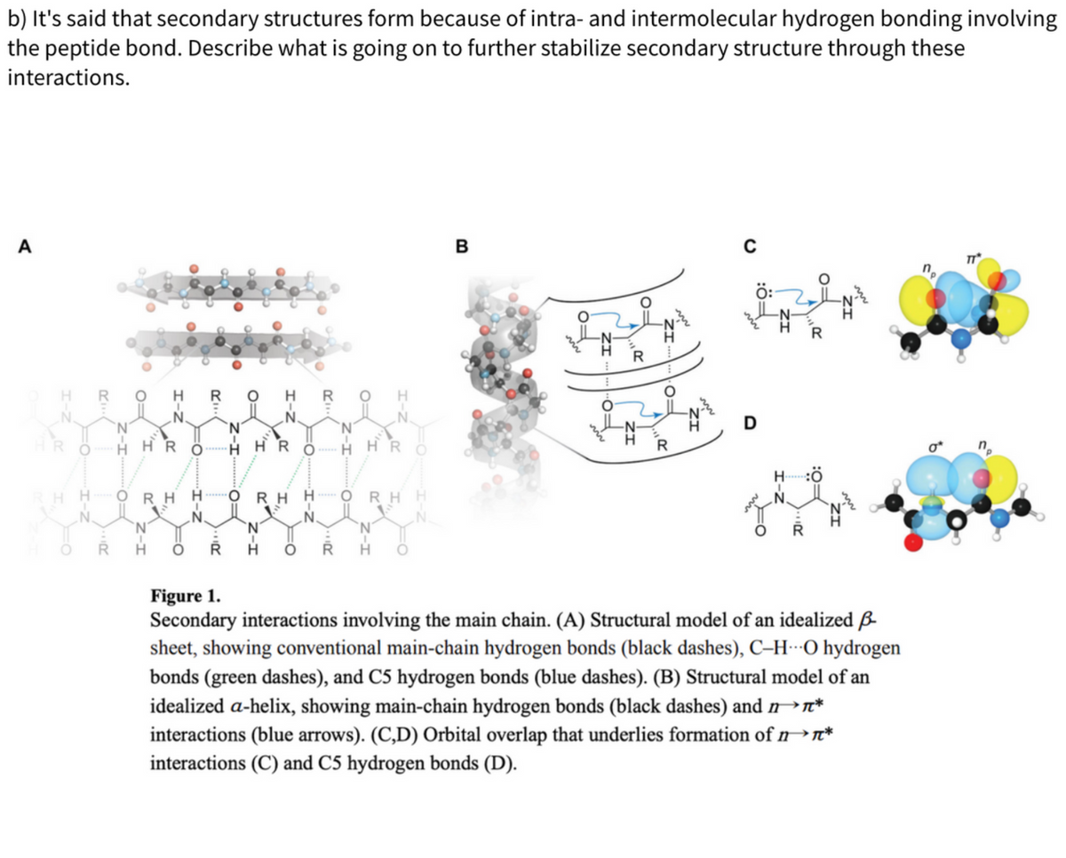 b) It's said that secondary structures form because of intra- and intermolecular hydrogen bonding involving
the peptide bond. Describe what is going on to further stabilize secondary structure through these
interactions.
A
Z-H
120
******H
2011
O:
O=
I,
I-Z
RHH
RI
O=
I-Z
I₂
0=
Z-I
=O
O RHH ORHH
I-Z
2011
B
ZIO:
R
ZI
www
OI
R
C
Ö:
D
H :Ö
Figure 1.
Secondary interactions involving the main chain. (A) Structural model of an idealized p
sheet, showing conventional main-chain hydrogen bonds (black dashes), C-HO hydrogen
bonds (green dashes), and C5 hydrogen bonds (blue dashes). (B) Structural model of an
idealized a-helix, showing main-chain hydrogen bonds (black dashes) and n→Ã*
interactions (blue arrows). (C,D) Orbital overlap that underlies formation of nn*
interactions (C) and C5 hydrogen bonds (D).
TT