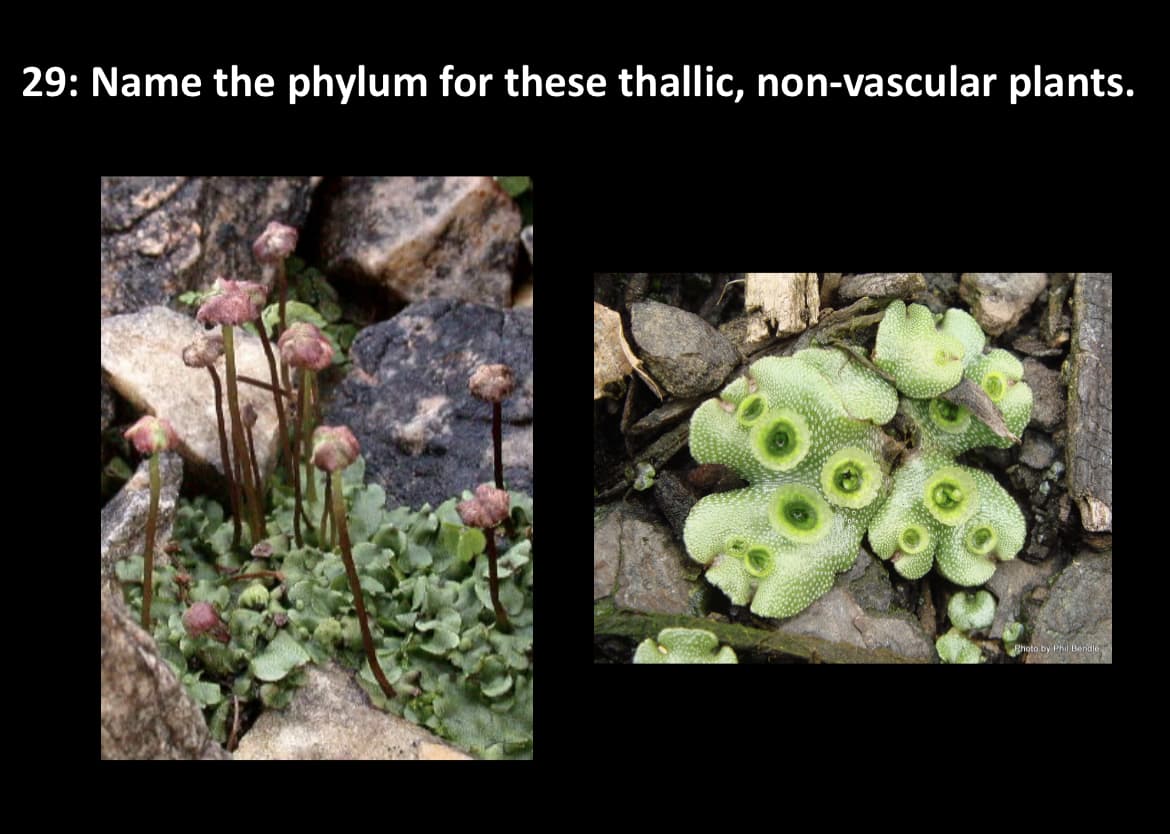 29: Name the phylum for these thallic, non-vascular plants.
Photo by Phil Bendle
