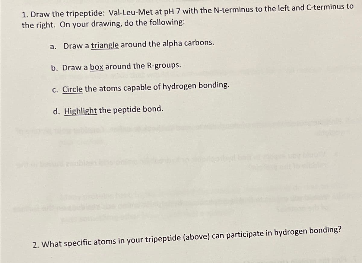 1. Draw the tripeptide: Val-Leu-Met at pH 7 with the N-terminus to the left and C-terminus to
the right. On your drawing, do the following:
a. Draw a triangle around the alpha carbons.
b. Draw a box around the R-groups.
c. Circle the atoms capable of hydrogen bonding.
d. Highlight the peptide bond.
Ma
voy bludy
2. What specific atoms in your tripeptide (above) can participate in hydrogen bonding?