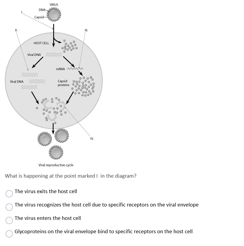 VIRUS
DNA-
Capsid-
I.
I.
HOST CELL
Viral DNA
MRNA W
Capsid
proteins
Viral DNA
IV.
Viral reproductive cycle
What is happening at the point marked I in the diagram?
The virus exits the host cell
The virus recognizes the host cell due to specific receptors on the viral envelope
The virus enters the host cell
Glycoproteins on the viral envelope bind to specific receptors on the host cell
00
000
000
O 00
00
