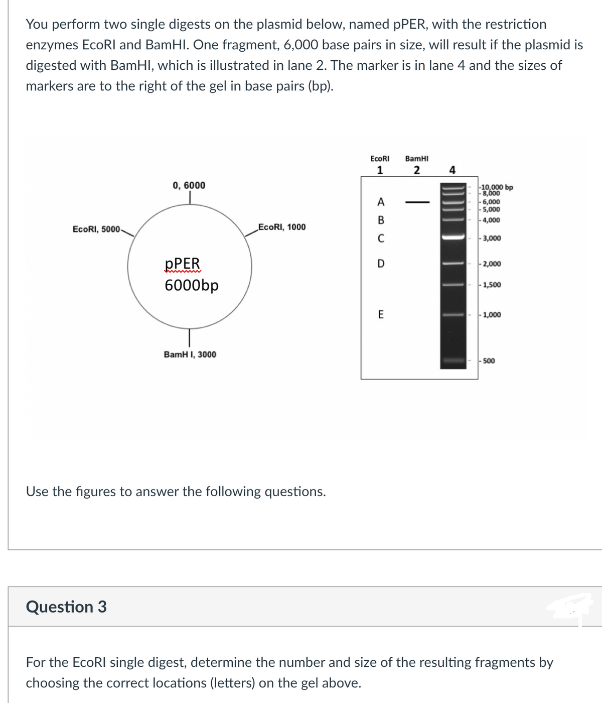 You perform two single digests on the plasmid below, named pPER, with the restriction
enzymes EcoRI and BamHI. One fragment, 6,000 base pairs in size, will result if the plasmid is
digested with BamHI, which is illustrated in lane 2. The marker is in lane 4 and the sizes of
markers are to the right of the gel in base pairs (bp).
EcoRI, 5000-
0, 6000
PPER
wwwwwwww
6000bp
BamHI, 3000
EcoRI, 1000
Use the figures to answer the following questions.
Question 3
1
EcoRI BamHI
2
4
ABC
-
-10,000 bp
- 8,000
-6,000
-5,000
- 4,000
-3,000
D
- 2,000
1,500
E
1,000
500
For the EcoRI single digest, determine the number and size of the resulting fragments by
choosing the correct locations (letters) on the gel above.