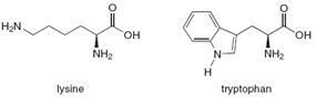 H.N.
он
Он
NH2
NH2
lysine
н
tryptophan
