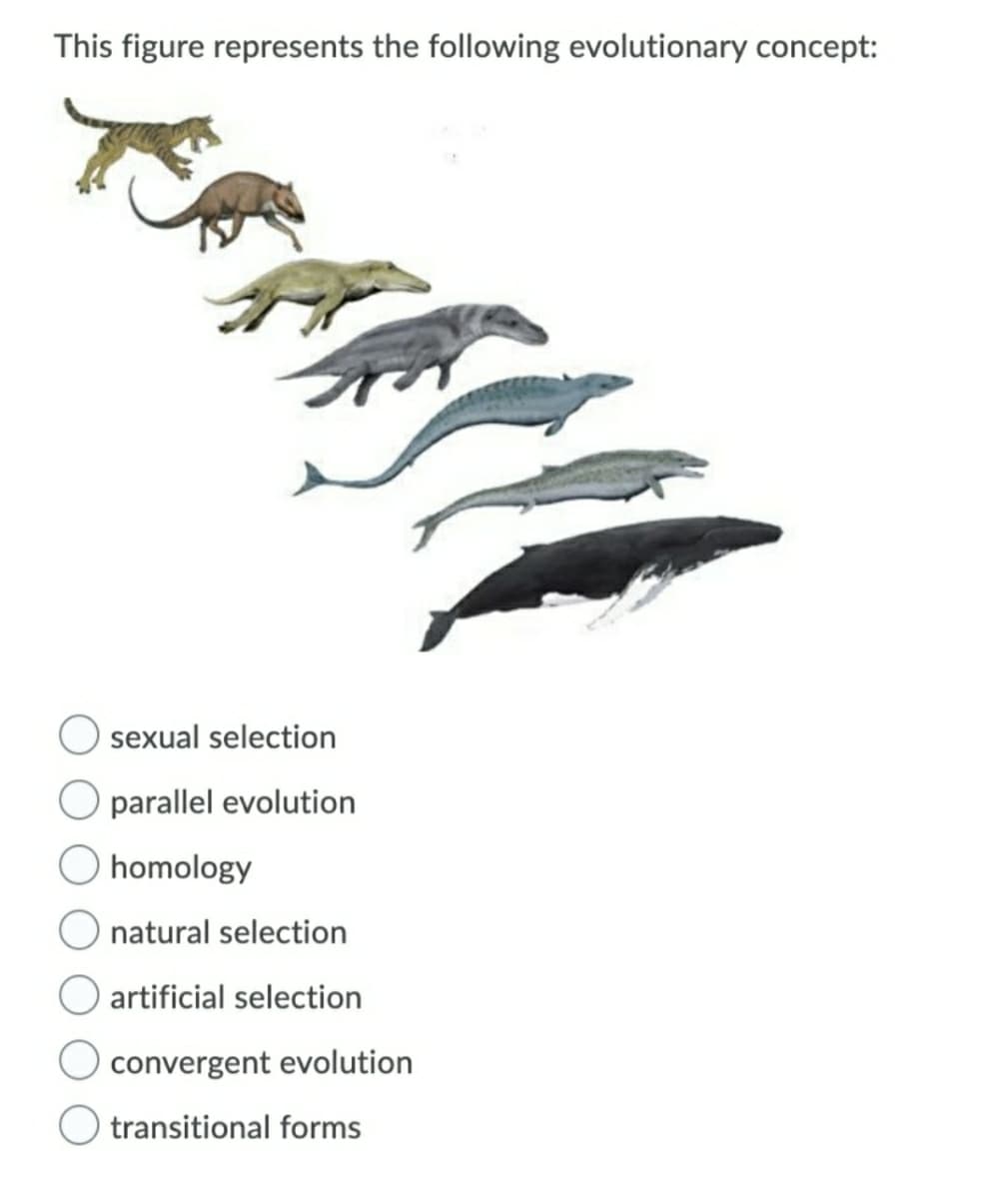 This figure represents the following evolutionary concept:
sexual selection
O parallel evolution
homology
natural selection
artificial selection
convergent evolution
transitional forms
