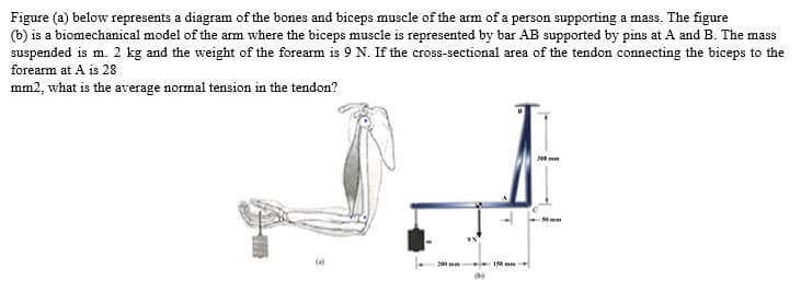 Figure (a) below represents a diagram of the bones and biceps muscle of the arm of a person supporting a mass. The figure
(b) is a biomechanical model of the arm where the biceps muscle is represented by bar AB supported by pins at A and B. The mass
suspended is m. 2 kg and the weight of the forearm is 9 N. If the cross-sectional area of the tendon connecting the biceps to the
forearm at A is 28
mm2, what is the average normal tension in the tendon?
J00 mm
150
