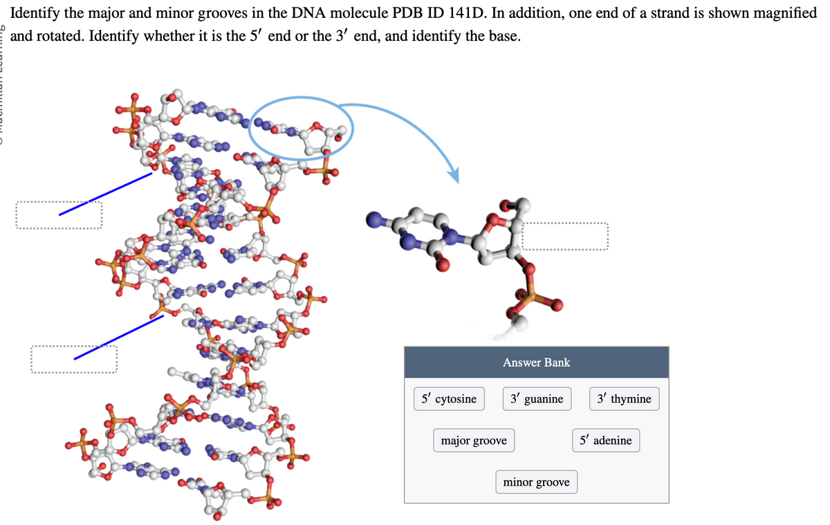 Identify the major and minor grooves in the DNA molecule PDB ID 141D. In addition, one end of a strand is shown magnified
and rotated. Identify whether it is the 5' end or the 3′ end, and identify the base.
Answer Bank
5' cytosine
3' guanine
3' thymine
major groove
minor groove
5' adenine