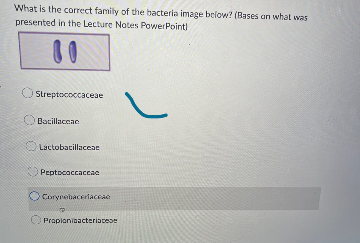What is the correct family of the bacteria image below? (Bases on what was
presented in the Lecture Notes PowerPoint)
00
Streptococcaceae
Bacillaceae
Lactobacillaceae
Peptococcaceae
Corynebaceriaceae
Propionibacteriaceae