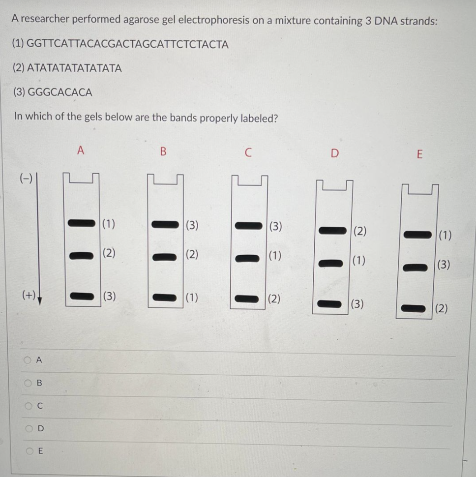 A researcher performed agarose gel electrophoresis on a mixture containing 3 DNA strands:
(1) GGTTCATTACACGACTAGCATTCTCTACTA
(2) ATATATATATATATA
(3) GGGCACACA
In which of the gels below are the bands properly labeled?
A
В
C
E
(3)
(3)
(2)
(1)
(2)
|(1)
(1)
(3)
(+)
(3)
(1)
(2)
(3)
(2)
OD
O E
1)
B.
OOOC
