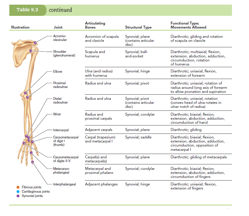 Table 9.3
continued
Articulating
Bones
Functional Type;
Movements Allowed
Illustration
Joint
Structural Type
Acromio-
clavicular
Acromion of scapula Synovial; plane
(contains articular
disc)
Diarthrotic; gliding and rotation
of scapula on clavicle
and clavicle
Shoulder
(glenohumeral)
Scapula and
humerus
Synovial; ball-
and-socket
Diarthrotic; multiaxial; flexion,
extension, abduction, adduction,
circumduction, rotation
of humerus
Ulna (and radius)
with humerus
Synovial; hinge
Diarthrotic; uniaxial; flexion,
extension of forearm
Elbow
Proximal
radioulnar
Synovial; pivot
Radius and ulna
Diarthrotic; uniaxial; rotation of
radius around long axis of forearm
to allow pronation and supination
- Distal
radioulnar
Synovial; pivot
(contains articular
disc)
Radius and ulna
Diarthrotic; uniaxial; rotation
(convex head of ulna rotates in
ulnar notch of radius)
- Wrist
Radius and
proximal carpals
Synovial; condylar
Diarthrotic; biaxial; flexion,
extension, abduction, adduction,
circumduction of hand
Intercarpal
Adjacent carpals
Synovial; plane
Diarthrotic; gliding
- Carpometacarpal
of digit I
(thumb)
Carpal (trapezium)
and metacarpal I
Synovial; saddle
Diarthrotic; biaxial; flexion,
extension, abduction, adduction,
circumduction, opposition of
metacarpal |
- Carpometacarpal Carpal(s) and
of digits II-V
Synovial; plane
Diarthrotic; gliding of metacarpals
metacarpal(s)
- Metacarpo-
phalangeal
Synovial; condylar
Metacarpal and
proximal phalanx
Diarthrotic; biaxial; flexion,
extension, abduction, adduction,
circumduction of fingers
Synovial; hinge
Diarthrotic; uniaxial; flexion,
extension of fingers
- Interphalangeal
Adjacent phalanges
Fibrous joints
Cartilaginous joints
Synovial joints
