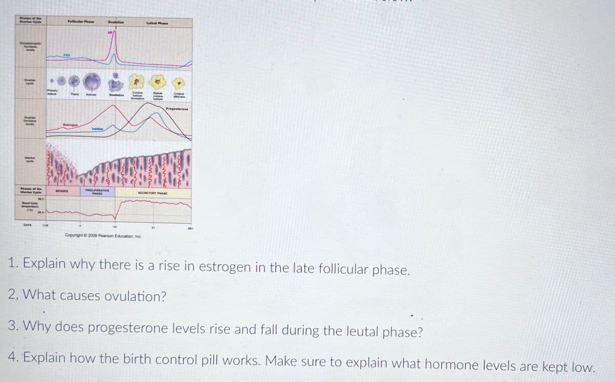 Pheses ef the
Dvertan Cycke
Felieutar Phese
Ovaletion
Latesl Phaee
Genadetrophic
hormne
Overan
Eycle
Premary
Sollicle
Corpus
Mat
Corpen
Thec
Antrom
Oveletion
formation
Pregesterene
Ovarian
hermene
lesels
Estreges
Uterine
cycle
PROLFERATIVE
Phases of the
Uterie Cycle
EKSES
SECRETORY PHASE
PHASE
Basal body
temperature
36.4
DAYS
21
Copynight © 2009 Pearson Education, Inc.
1. Explain why there is a rise in estrogen in the late follicular phase.
2, What causes ovulation?
3. Why does progesterone levels rise and fall during the leutal phase?
4. Explain how the birth control pill works. Make sure to explain what hormone levels are kept low.
wwmm
