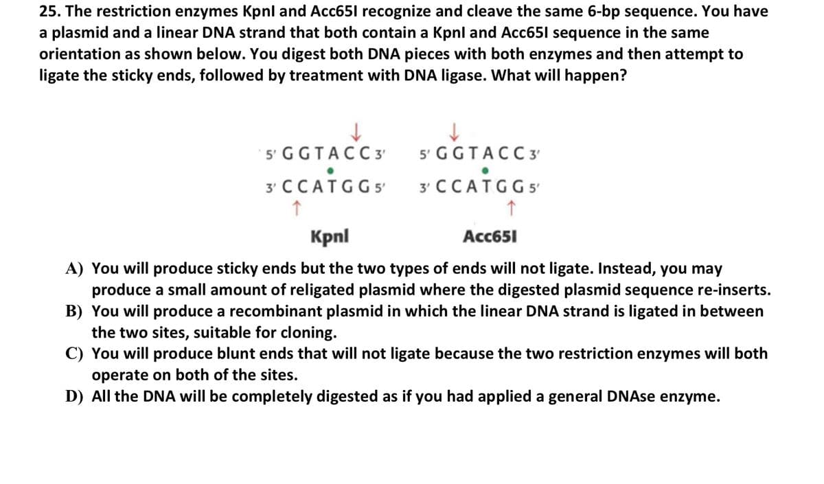 25. The restriction enzymes Kpnl and Acc651 recognize and cleave the same 6-bp sequence. You have
a plasmid and a linear DNA strand that both contain a Kpnl and Acc651 sequence in the same
orientation as shown below. You digest both DNA pieces with both enzymes and then attempt to
ligate the sticky ends, followed by treatment with DNA ligase. What will happen?
5' GGTACC3'
5' G G T ACC 3'
3' CCATGG 5'
y CCATGGS
Kpnl
Acс651
A) You will produce sticky ends but the two types of ends will not ligate. Instead, you may
produce a small amount of religated plasmid where the digested plasmid sequence re-inserts.
B) You will produce a recombinant plasmid in which the linear DNA strand is ligated in between
the two sites, suitable for cloning.
C) You will produce blunt ends that will not ligate because the two restriction enzymes will both
operate on both of the sites.
D) All the DNA will be completely digested as if you had applied a general DNAse enzyme.
