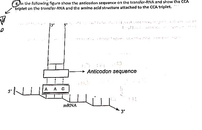 6n the following figure show the anticodon sequence on the transfer-RNA and show the CCA
triplet on the transfer-RNA and the amino acid structure attached to the CCA triplet.
Anticodon sequence
A AG
s'N
3º
mRNA