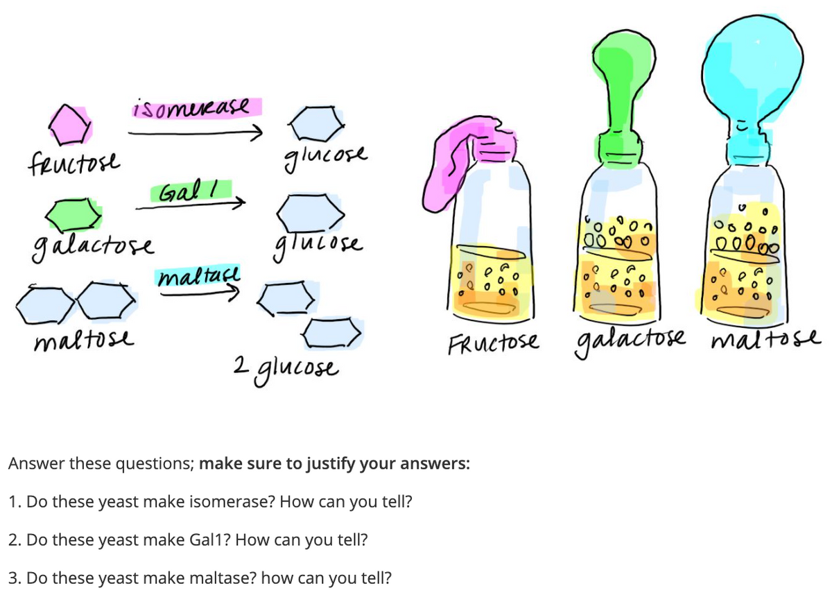 isomeease
feuctose
glucose
Gal l.
galactose
giulose
maltace
maltose
FRUctose maltose
gałactose
2 glucose
Answer these questions; make sure to justify your answers:
1. Do these yeast make isomerase? How can you tell?
2. Do these yeast make Gal1? How can you tell?
3. Do these yeast make maltase? how can you tell?
