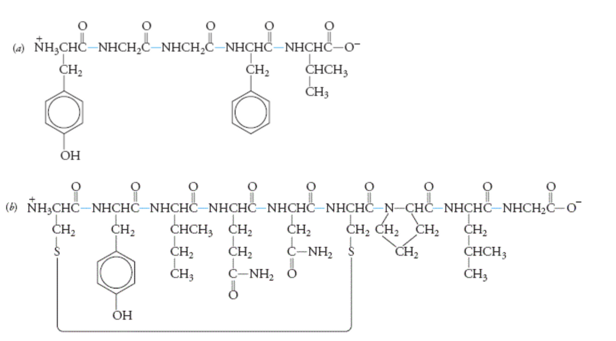 (a) NH,CHC-NHCH,C-NHCH,C -NHCHC-NHCНС-О-
CHCH3
ČH3
ČH2
CH2
ОН
(6) NH3CHC-NHCHC-NHCHČ-NHCHČ-NHCHČ-NHCHČ-N-CHC-NHCHC-NHCHČ-O
CH2
C-NH2
CH2
CHCH3
CH3
CHCH, CH,
CH2
ČH2
CH,
CH2 CH, CH,
CH2
CH2
CH2
ČH3
C-NH, Ö
ОН
