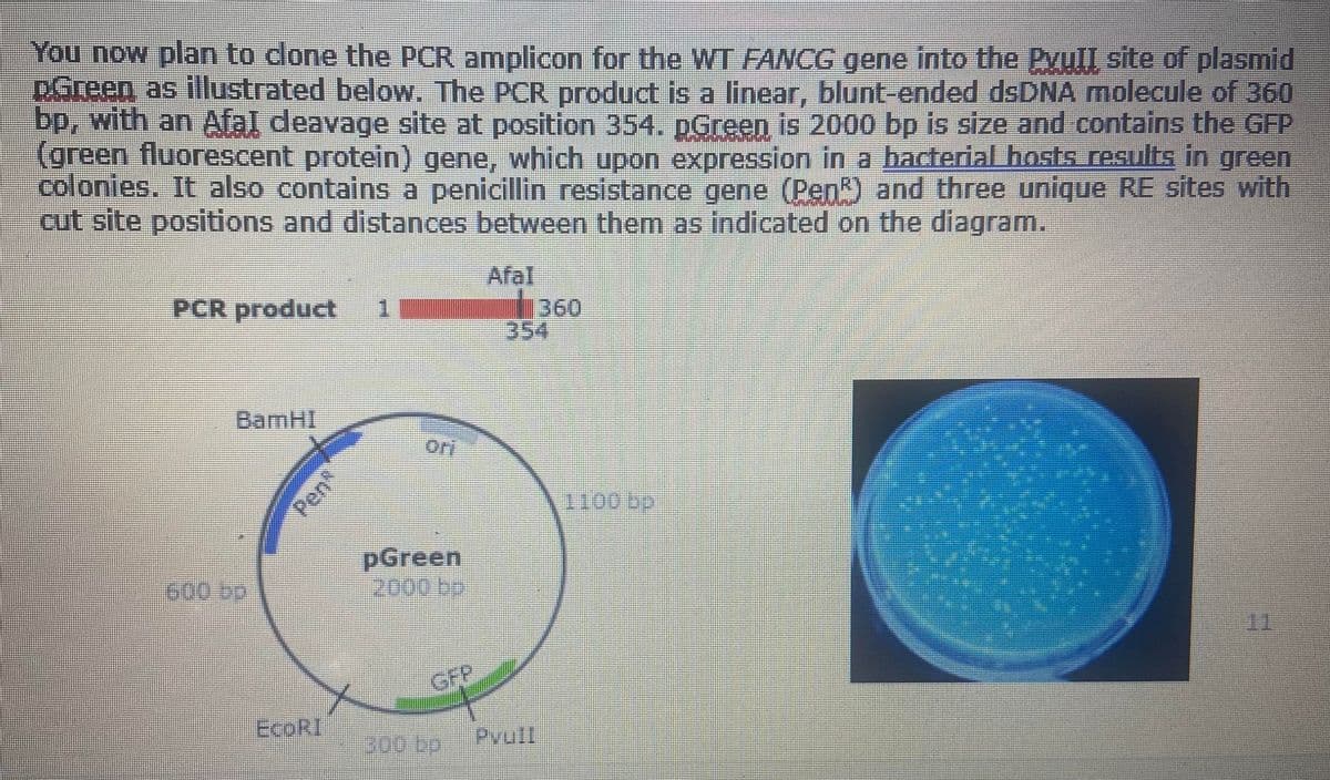You now plan to clone the PCR amplicon for the WT FANCG gene into the Pyull site of plasmid
D.Green as illustrated below. The PCR product is a linear, blunt-ended dsDNA molecule of 360
bp, with an Afal deavage site at position 354. pGreen is 2000 bp is size and contains the GFP
(green fluorescent protein) gene, which upon expression in a bacterial hosts results in green
colonies. It also contains a penicillin resistance gene (Pen) and three unique RE sites with
cut site positions and distances between them as indicated on the diagram.
PCR product 1
BamHI
600 bp
EcoRI
avad
pGreen
2000 bo
300-60
360