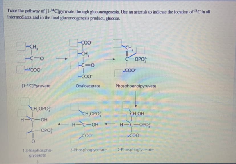 Trace the pathway of [1-14C]pyruvate through gluconeogenesis. Use an asterisk to indicate the location of 14C in all
intermediates and in the final gluconeogenesis product, glucose.
CH₂
-C=0
Coo
[1-1C]Pyruvate
CH,OPO
H-C-OH
C-OPO
||
1,3-Bisphospho-
glycerate
↑
-coo
-CH₂
KC=0
-Coo
Oxaloacetate
CH,OPO
H-C-OH
COO
3-Phosphoglycerate
CH₂
-OPO
OP
COO
Phosphoenolpyruvate
CH,OH
H-C-OPO
COO
2-Phosphoglycerate