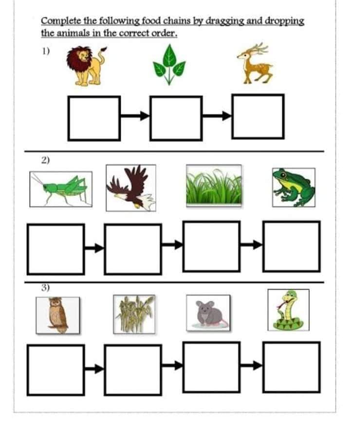 Complete the following food chains by dragging and dropping
the animals in the correct order.
1)
3)
2)
