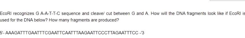 EcoRI recognizes G A-A-T-T-C sequence and cleave/ cut between G and A. How will the DNA fragments look like if EcoRI is
used for the DNA below? How many fragments are produced?
5- AAAGATTTGAATTTCGAATTCAATTTAAGAATTCCCTTAGAATTTCC -¹3