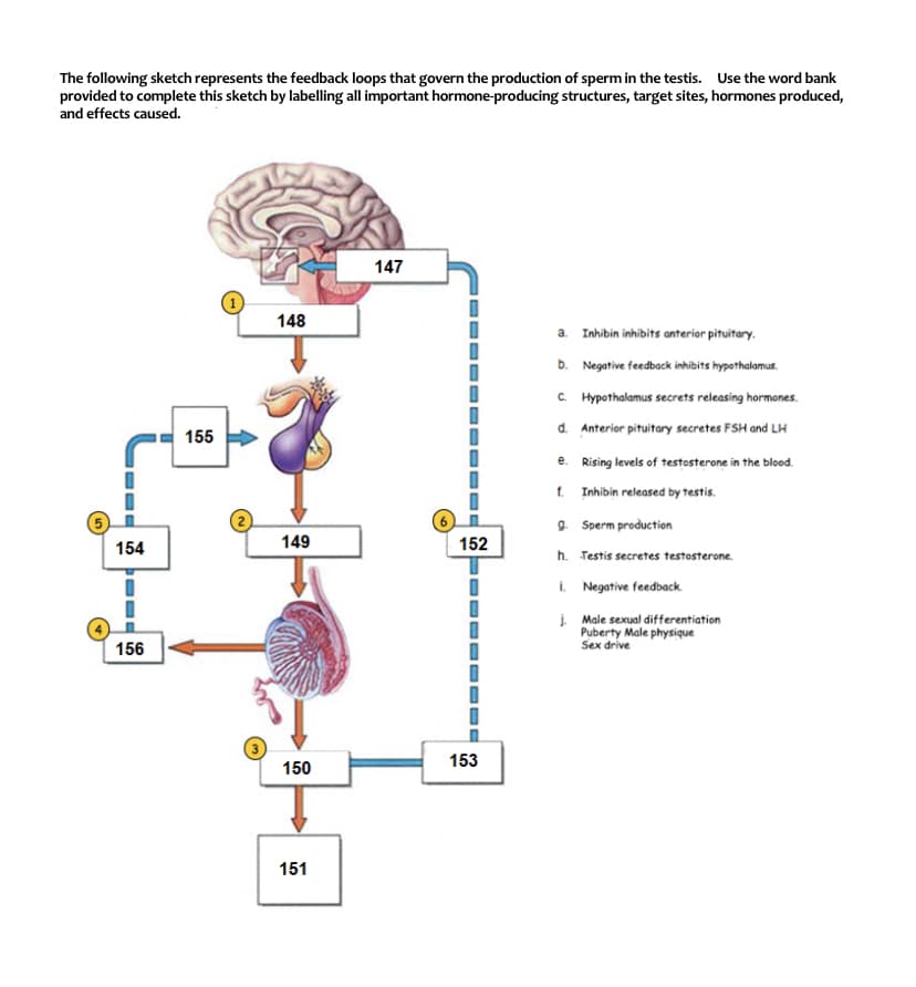 The following sketch represents the feedback loops that govern the production of sperm in the testis. Use the word bank
provided to complete this sketch by labelling all important hormone-producing structures, target sites, hormones produced,
and effects caused.
147
148
a. Inhibin inhibits anterior pituitary.
b. Negative feedback inhibits hypothalamus.
C. Hypothalamus secrets releasing hormones.
d. Anterior pituitary secretes FSH and LH
155
e. Rising levels of testosterone in the blood.
1. Inhibin released by testis.
9. Sperm production
154
149
152
h. Testis secretes testosterone.
i. Negative feedback
į Male sexual differentiation
Puberty Male physique
Sex drive
156
153
150
151
