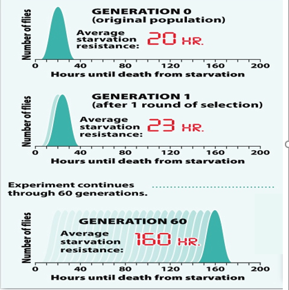 GENERATION O
(original population)
Average
starvation 20 xr.
resistance:
40
80
120
160
200
Hours until death from starvation
GENERATION 1
(after 1 round of selection)
Average
starvation .
resistance:
23 HR.
40
80
120
160
200
Hours until death from starvation
Experiment continues
through 60 generations.
GENERATION 60
Average
starvation 160 KR.
resistance:
40
80
120
160
200
Hours until death from starvation
Number of flies
Number of flies
Number of flies
