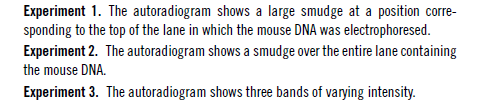 Experiment 1. The autoradiogram shows a large smudge at a position corre-
sponding to the top of the lane in which the mouse DNA was electrophoresed.
Experiment 2. The autoradiogram shows a smudge over the entire lane containing
the mouse DNA.
Experiment 3. The autoradiogram shows three bands of varying intensity.
