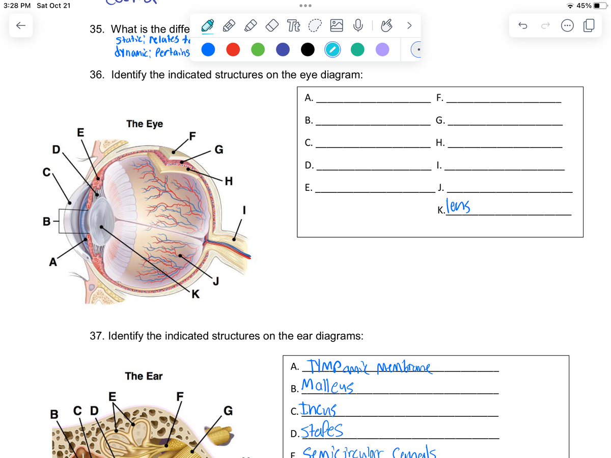 3:28 PM Sat Oct 21
个
B
D.
A
E
35. What is the diffe
Static relates to
dynamic; Pertains
36. Identify the indicated structures on the eye diagram:
B C D
The Eye
E
The Ear
K
F
SS
G
H
●●●
Tt O
G
A.
37. Identify the indicated structures on the ear diagrams:
B.
C.
D.
E.
B>
A. TIMP amk membrane
Malleus
F.
G.
H.
I.
J.
K. lens
c. Incus
5. Stafes
F Semicircular Cemeals.
J
2
45%