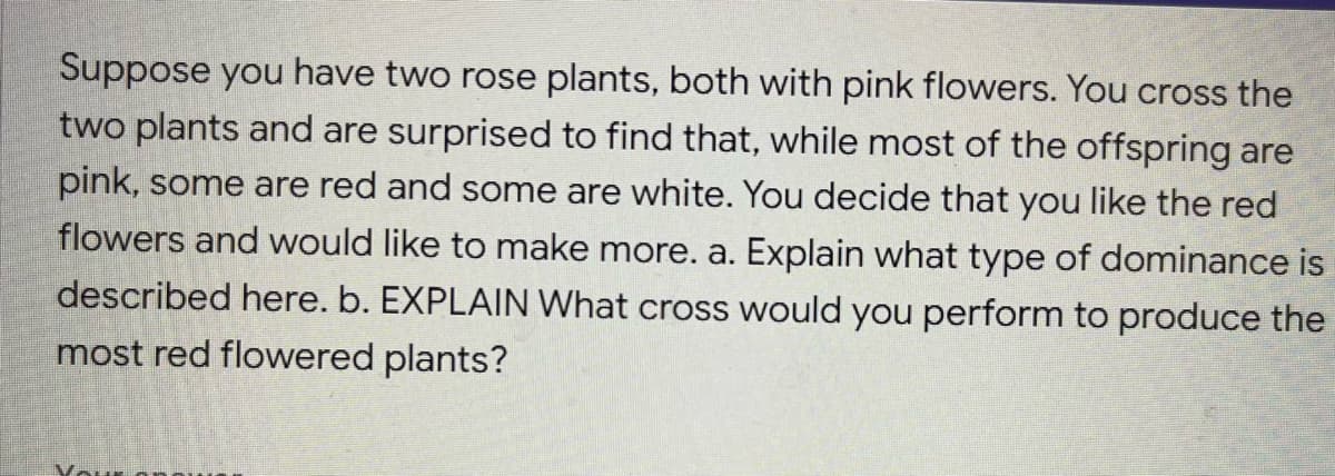 Suppose you have two rose plants, both with pink flowers. You cross the
two plants and are surprised to find that, while most of the offspring are
pink, some are red and some are white. You decide that you like the red
flowers and would like to make more. a. Explain what type of dominance is
described here. b. EXPLAIN What cross would you perform to produce the
most red flowered plants?
Vour
