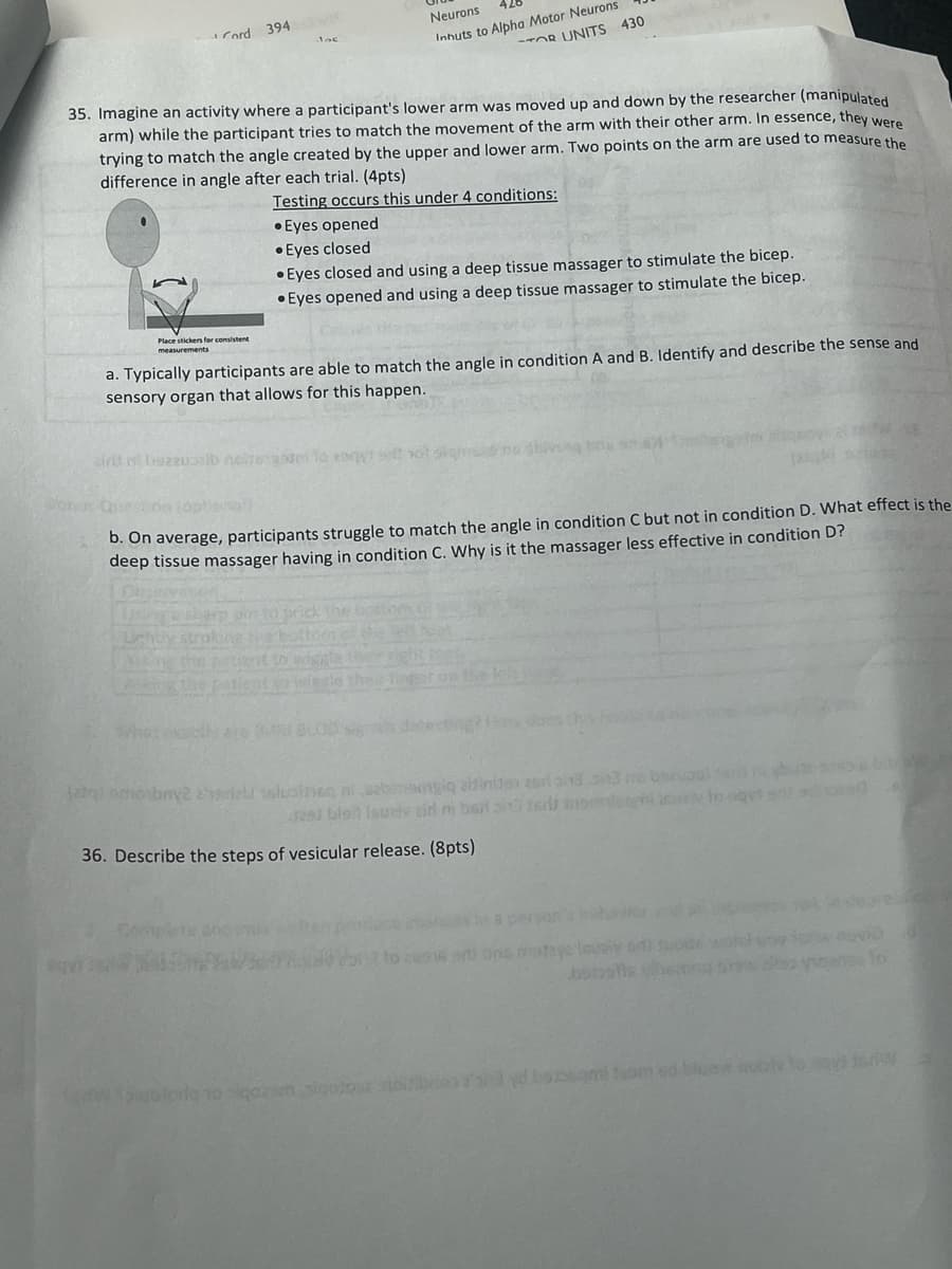Cord 394 r
Neurons
Inhuts to Alpha Motor Neurons
UNITS 430
35. Imagine an activity where a participant's lower arm was moved up and down by the researcher (manipulated
arm) while the participant tries to match the movement of the arm with their other arm. In essence, they were
trying to match the angle created by the upper and lower arm. Two points on the arm are used to measure the
difference in angle after each trial. (4pts)
Testing occurs this under 4 conditions:
• Eyes opened
°
Eyes closed
Place stickers for consistent
measurements
Eyes closed and using a deep tissue massager to stimulate the bicep.
Eyes opened and using a deep tissue massager to stimulate the bicep.
a. Typically participants are able to match the angle in condition A and B. Identify and describe the sense and
sensory organ that allows for this happen.
na shiving by
Dongs
sirit ni bazzu alb noh
b. On average, participants struggle to match the angle in condition C but not in condition D. What effect is the
deep tissue massager having in condition C. Why is it the massager less effective in condition D?
L
(a) mosby rizsludina ni sabagiq aidinite 13 me
429) blon
36. Describe the steps of vesicular release. (8pts)
Isuai
New nobly to