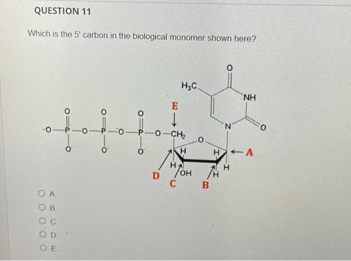QUESTION 11
Which is the 5' carbon in the biological monomer shown here?
-O-P-0
0-2-0
ОА
Ов
О с
0 D.
О Е
0-0-0
-0-
O1P
E
D
-P-O-CH2
H3C
Н
НА
C
0
В
'N
NH
H A
H
0