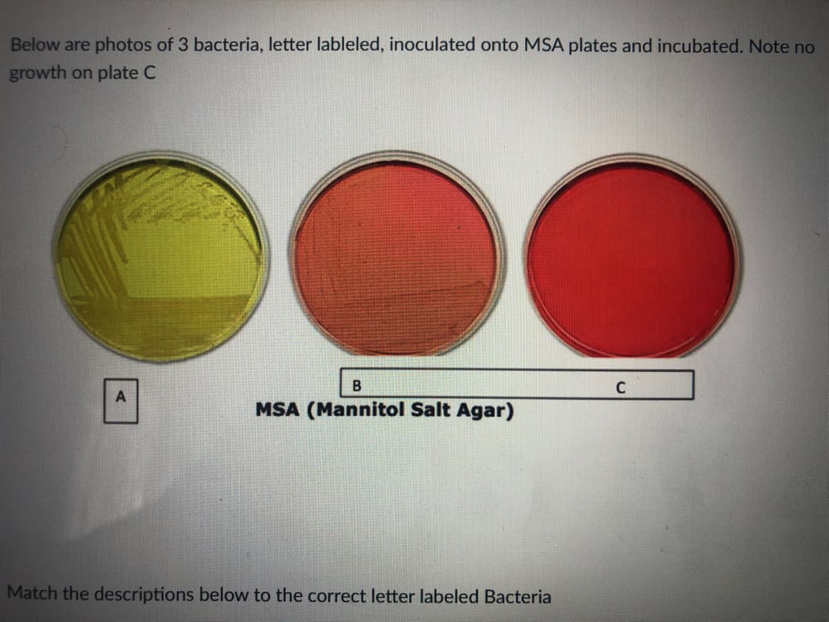 Below are photos of 3 bacteria, letter lableled, inoculated onto MSA plates and incubated. Note no
growth on plate C
C
MSA (Mannitol Salt Agar)
Match the descriptions below to the correct letter labeled Bacteria
