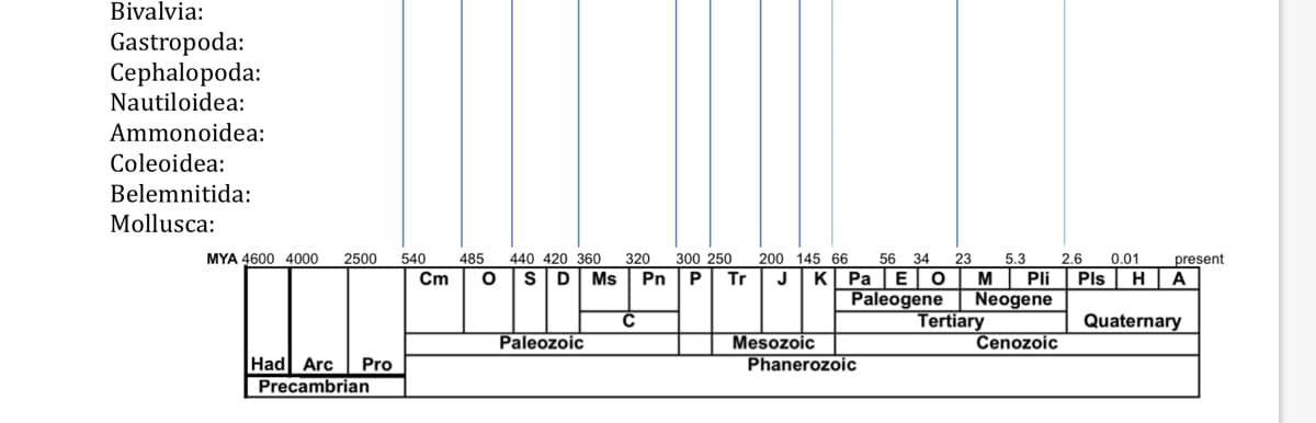 Bivalvia:
Gastropoda:
Cephalopoda:
Nautiloidea:
Ammonoidea:
Coleoidea:
Belemnitida:
Mollusca:
MYA 4600 4000 2500 540 485 440 420 360 320 300 250
Cm O SD Ms Pn P Tr
Had Arc Pro
Precambrian
Paleozoic
C
200 145 66 56 34 23 5.3
K Pa E O M Pli
Paleogene Neogene
Cenozoic
Mesozoic
Phanerozoic
Tertiary
2.6 0.01
Pls ΗΤΑ
present
Quaternary