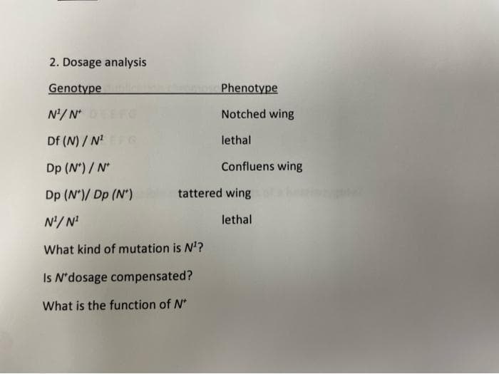 2. Dosage analysis
Genotype
Phenotype
N'/N*
Notched wing
Df (N) / N'
lethal
Dp (N*)/ N*
Confluens wing
Dp (N')/ Dp (N*)
tattered wing
N'/N'
lethal
What kind of mutation is N'?
Is N'dosage compensated?
What is the function of N*
