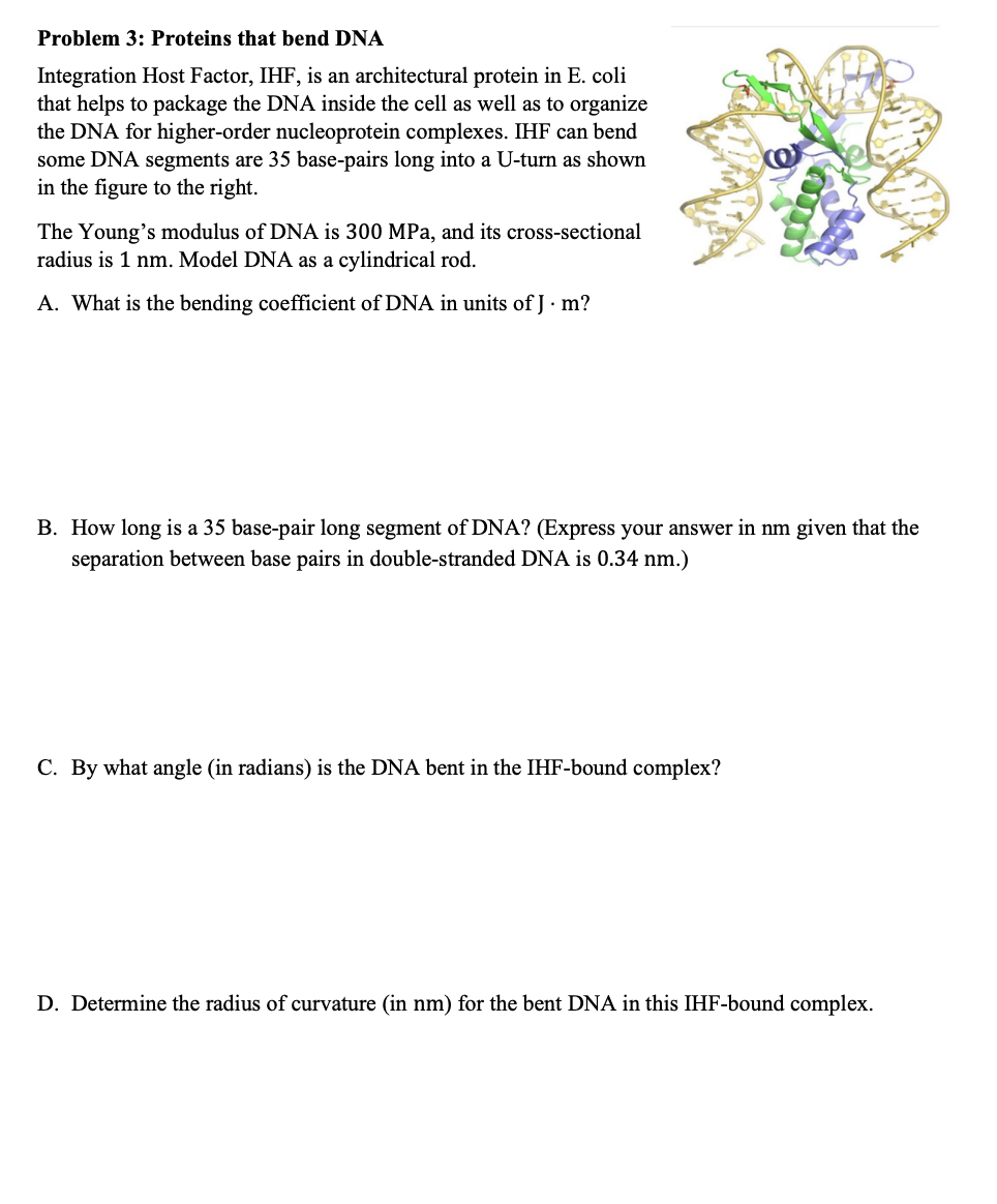 Problem 3: Proteins that bend DNA
Integration Host Factor, IHF, is an architectural protein in E. coli
that helps to package the DNA inside the cell as well as to organize
the DNA for higher-order nucleoprotein complexes. IHF can bend
some DNA segments are 35 base-pairs long into a U-turn as shown
in the figure to the right.
The Young's modulus of DNA is 300 MPa, and its cross-sectional
radius is 1 nm. Model DNA as a cylindrical rod.
A. What is the bending coefficient of DNA in units of J. m?
B. How long is a 35 base-pair long segment of DNA? (Express your answer in nm given that the
separation between base pairs in double-stranded DNA is 0.34 nm.)
C. By what angle (in radians) is the DNA bent in the IHF-bound complex?
D. Determine the radius of curvature (in nm) for the bent DNA in this IHF-bound complex.