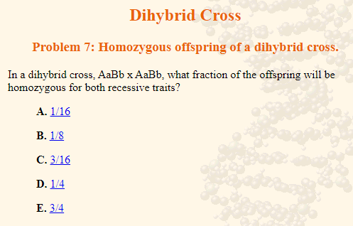 Dihybrid Cross
Problem 7: Homozygous offspring of a dihybrid cross.
In a dihybrid cross, AaBb x AaBb, what fraction of the offspring will be
homozygous for both recessive traits?
A. 1/16
B. 1/8
C. 3/16
D. 1/4
E. 3/4