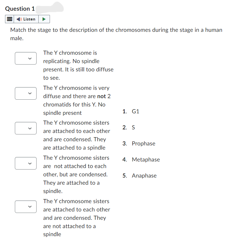 Question 1
Listen
Match the stage to the description of the chromosomes during the stage in a human
male.
The Y chromosome is
replicating. No spindle
present. It is still too diffuse
to see.
The Y chromosome is very
diffuse and there are not 2
chromatids for this Y. No
spindle present
The Y chromosome sisters
are attached to each other
and are condensed. They
are attached to a spindle
The Y chromosome sisters
are not attached to each
other, but are condensed.
They are attached to a
spindle.
The Y chromosome sisters
are attached to each other
and are condensed. They
are not attached to a
spindle
1. G1
2. S
3. Prophase
4. Metaphase
5. Anaphase