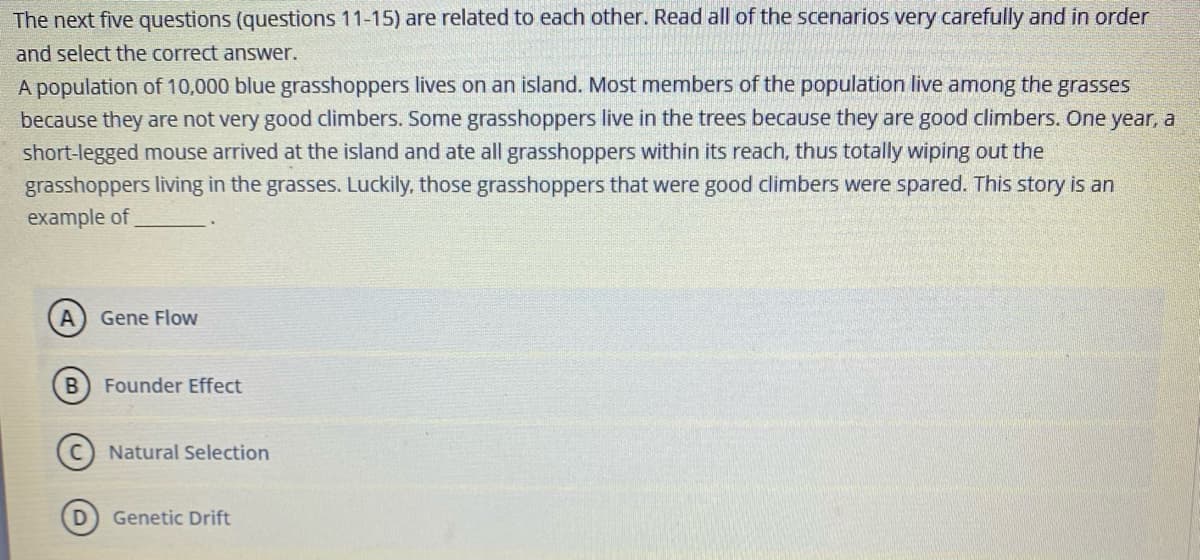 The next five questions (questions 11-15) are related to each other. Read all of the scenarios very carefully and in order
and select the correct answer.
A population of 10,000 blue grasshoppers lives on an island. Most members of the population live among the grasses
because they are not very good climbers. Some grasshoppers live in the trees because they are good climbers. One year, a
short-legged mouse arrived at the island and ate all grasshoppers within its reach, thus totally wiping out the
grasshoppers living in the grasses. Luckily, those grasshoppers that were good climbers were spared. This story is an
example of
Gene Flow
Founder Effect
C Natural Selection
Genetic Drift

