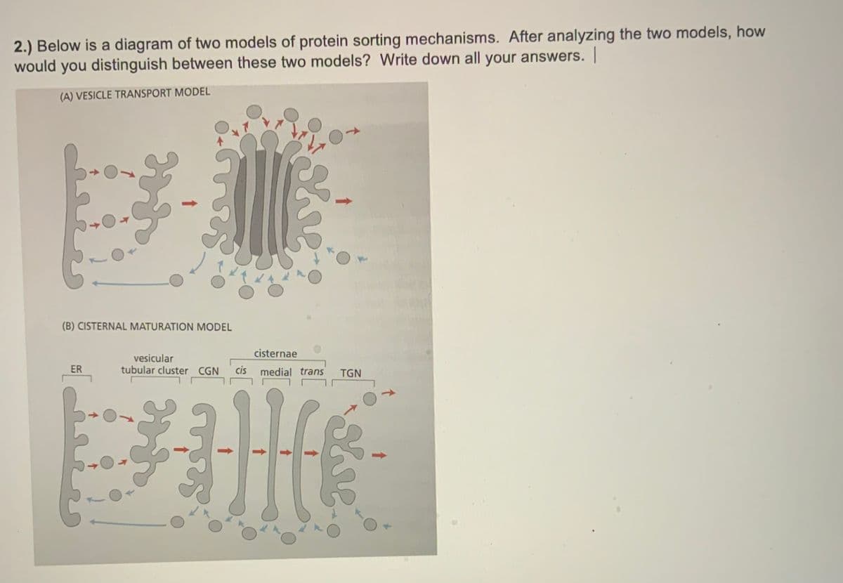 2.) Below is a diagram of two models of protein sorting mechanisms. After analyzing the two models, how
would you distinguish between these two models? Write down all your answers.|
(A) VESICLE TRANSPORT MODEL
(B) CISTERNAL MATURATION MODEL
cisternae
vesicular
tubular cluster CGN
ER
cis
medial trans
TGN
