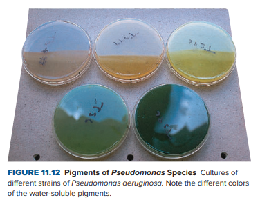 FIGURE 11.12 Pigments of Pseudomonas Species Cultures of
different strains of Pseudomonas aeruginosa. Note the different colors
of the water-soluble pigments.
