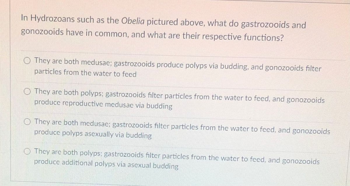 In Hydrozoans such as the Obelia pictured above, what do gastrozooids and
gonozooids have in common, and what are their respective functions?
They are both medusae; gastrozooids produce polyps via budding, and gonozooids filter
particles from the water to feed
They are both polyps: gastrozooids filter particles from the water to feed, and gonozooids
produce reproductive medusac via budding
They are both medusae: gastrozooids filter particles from the water to feed, and gonozooids
produce polyps asexually via budding
They are both polyps; gastrozooids filter particles from the water to feed, and gonozooids
produce additional polyps via asexual budding