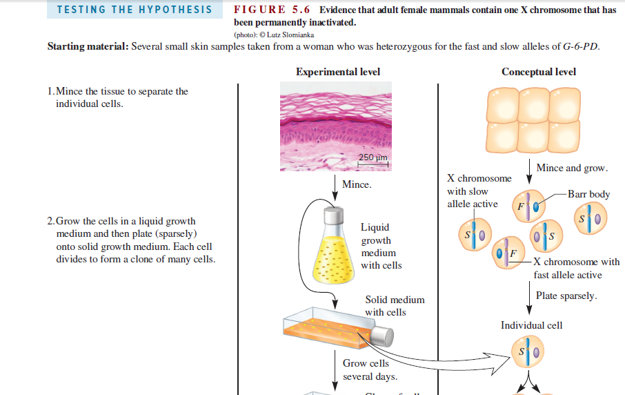 TESTING THE HYPOTHESIS
FIGURE 5.6 Evidence that adult female mammals contain one X chromosome that has
been permanently inactivated.
(photo): O Lutz Slomianka
Starting material: Several small skin samples taken from a woman who was heterozygous for the fast and slow alleles of G-6-PD.
Experimental level
Conceptual level
1.Mince the tissue to separate the
individual cells.
250 im
Mince and grow.
X chromosome
Mince.
with slow
-Barr body
allele active
2.Grow the cells in a liquid growth
medium and then plate (sparsely)
onto solid growth medium. Each cell
divides to form a clone of many cells.
Liquid
growth
medium
with cells
-X chromosome with
fast allele active
Plate sparsely.
Solid medium
with cells
Individual cell
Grow cells
several days.
