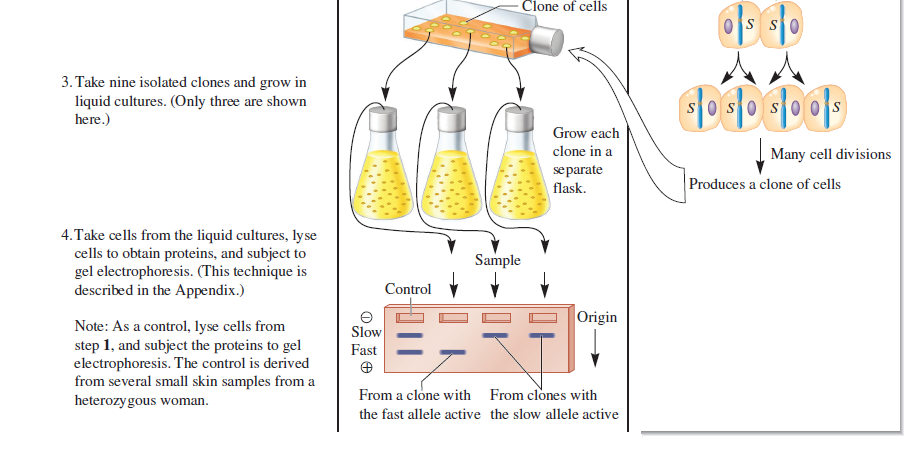 Clone of cells
3. Take nine isolated clones and grow in
liquid cultures. (Only three are shown
here.)
Grow each
clone in a
Many cell divisions
separate
flask.
Produces a clone of cells
4.Take cells from the liquid cultures, lyse
cells to obtain proteins, and subject to
gel electrophoresis. (This technique is
described in the Appendix.)
Sample
Control
Origin
Note: As a control, lyse cells from
step 1, and subject the proteins to gel
electrophoresis. The control is derived
from several small skin samples from a
heterozygous woman.
Slow
Fast
From a clone with From clones with
the fast allele active the slow allele active
