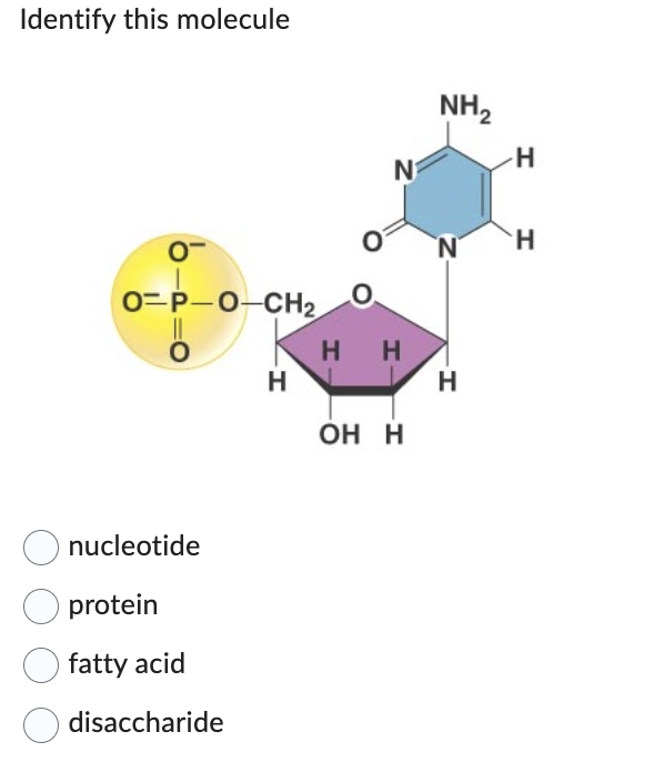 Identify this molecule
0-
O-P-O-CH₂
O
nucleotide
protein
fatty acid
disaccharide
H
N
HH
OH H
NH₂
N
-H
H
I I
H