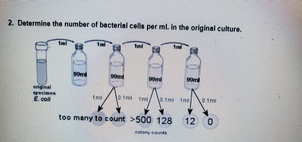 2. Determine the number of bacterial cells per ml. in the original culture.
Iml
1ml
Iml
1ml
99ml
99ml
99ml
99ml
oliginal
pecimen
E. col
1ml
10.1ml
1ml
0.1ml 1nml
0.1ml
too many to count >500 128
12 0
colony counts
