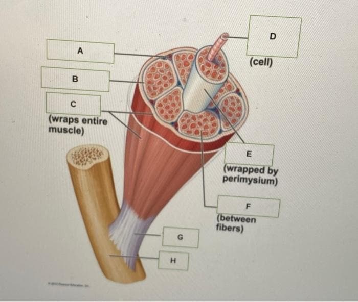 A
B
C
(wraps entire
muscle)
H
G
D
(cell)
E
(wrapped by
perimysium)
F
(between
fibers)