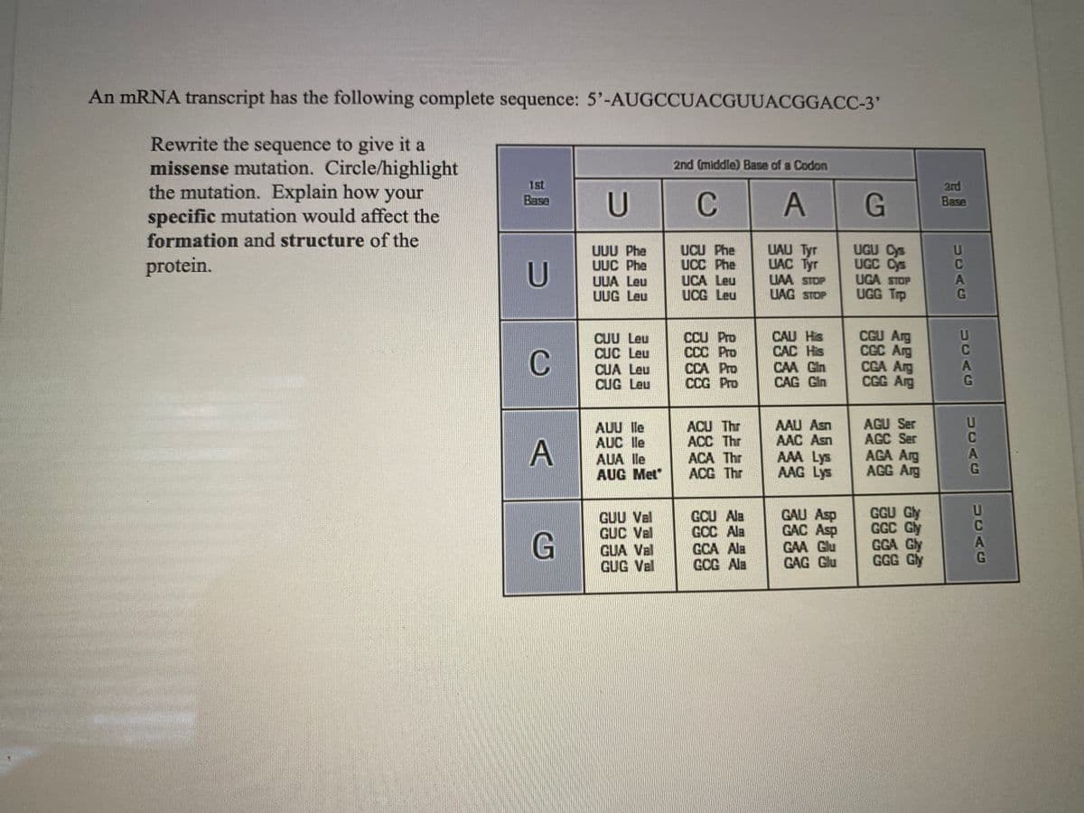 An mRNA transcript has the following complete sequence: 5'-AUGCCUACGUUACGGACC-3'
Rewrite the sequence to give it a
missense mutation. Circle/highlight
the mutation. Explain how your
specific mutation would affect the
formation and structure of the
2nd (middle) Base of a Codon
1st
U
CA
G
3rd
Base
Base
UUU Phe
UUC Phe
UUA Leu
UUG Leu
UCU Phe
UCC Phe
UCA Leu
UCG Leu
UAU Tyr
UAC Tyr
UAA STOP
UAG STOP
UGU Cys
UGC Cys
UGA STOP
UGG Trp
protein.
U
CUU Leu
CUC Leu
CUA Leu
CUG Leu
CCU Pro
ССС Pro
CCA Pro
CCG Pro
CAU His
CAC His
CAA Gln
CAG Gln
CGU Arg
CGC Arg
CGA Arg
CGG Arg
AGU Ser
AGC Ser
AGA Arg
AGG Arg
AAU Asn
AAC Asn
AUU lle
AUC lle
AUA lle
AUG Met
ACU Thr
ACC Thr
ACA Thr
ACG Thr
A
AAA Lys
AAG Lys
GUU Val
GUC Val
GUA Val
GUG Val
GCU Ala
GCC Ala
GCA Ala
GCG Ala
GAU Asp
GAC Asp
GAA Glu
GAG Glu
GGU Gly
GGC Gly
GGA Gly
GGG Gly
UCAG
