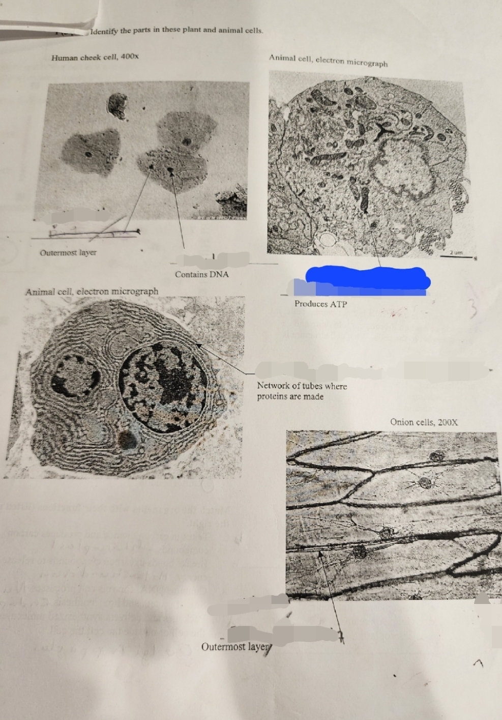 Identify the parts in these plant and animal cells.
Human cheek cell, 400x
Outermost layer
Animal cell, electron micrograph
Contains DNA
Animal cell, electron micrograph
Produces ATP
Network of tubes where
proteins are made
Outermost layer
um
Onion cells, 200X