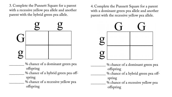 3. Complete the Punnett Square for a parent
with a recessive yellow pea allele and another
parent with the hybrid green pea allele.
4. Complete the Punnett Square for a parent
with a dominant green pea allele and another
parent with the recessive yellow pea allele.
g
G
G
G
g
% chance of a dominant green pea
offspring
% chance of a hybrid green pea off-
spring
% chance of a recessive yellow pea
offspring
% chance of a dominant green pea
offspring
% chance of a hybrid green pea off-
spring
% chance of a recessive yellow pea
offspring
