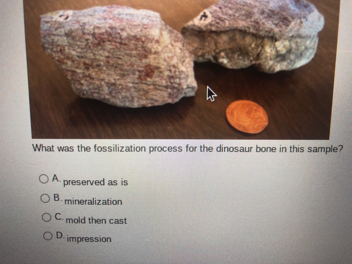 What was the fossilization process for the dinosaur bone in this sample?
O A.
preserved as is
O B. mineralization
OC mold then cast
OD.
impression
