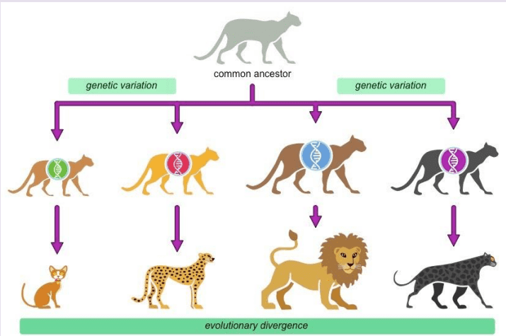 common ancestor
genetic variation
genetic variation
evolutionary divergence
