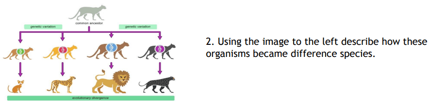 common ancestor
genene varistion
genetic variation
2. Using the image to the left describe how these
organisms became difference species.
evalutanary divergunce
