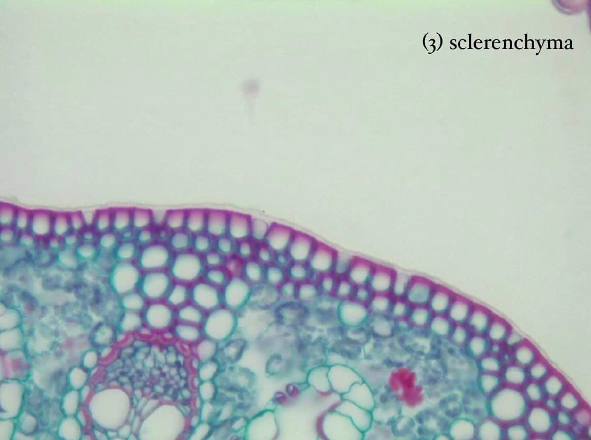 (3) sclerenchyma
